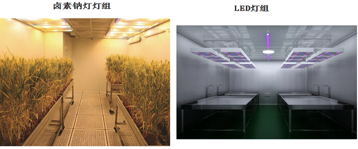 高照度人工气候 室